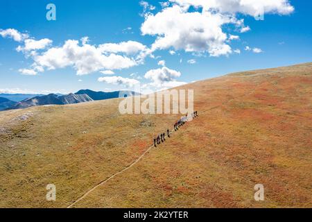 Les randonneurs marchent vers le sommet d'une montagne dans une colonne sur un chemin à travers un champ de bleuets séchés avec un ciel bleu et des nuages blancs à l'arrière Banque D'Images