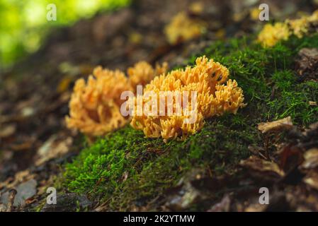 Champignons de corail jaune poussant sur le sol de la forêt au début de l'automne Banque D'Images