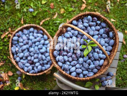 Vue de dessus des pruneaux de récolte de prune de fruits mûrs en automne. Éco-produits de la ferme. Mise au point sélective. Faible profondeur de champ. Banque D'Images