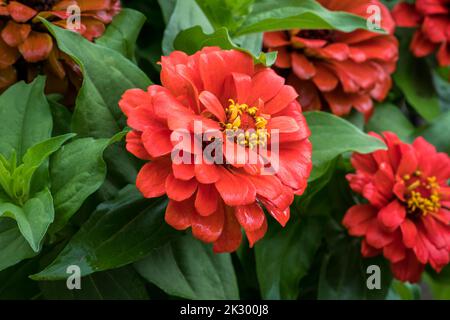 La fleur rouge isolée de Zinnia fleurit de près macro. Banque D'Images