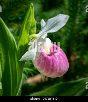 Le Slipper de Lady est plein de fleurs de près. Banque D'Images