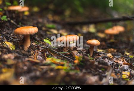 Champignons de la calotte de lait de safran qui poussent sur le fond de la forêt au début de l'automne Banque D'Images