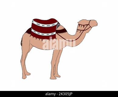 Illustration de Camel marocain avec selle marocaine traditionnelle sur fond blanc. Banque D'Images