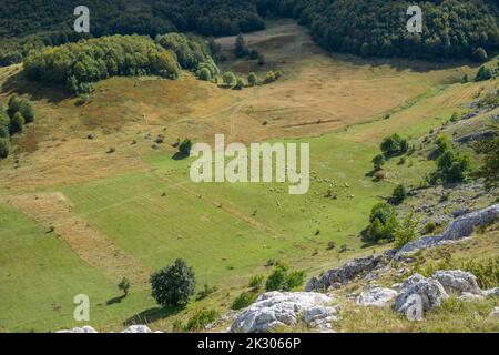 Une vallée herbeuse entourée d'arbres et de rochers avec des moutons paissant sur l'herbe de la montagne Banque D'Images