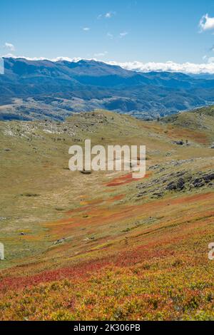 Champ de bleuets séché sur une montagne avec des randonneurs au loin et des sommets de montagne en arrière-plan Banque D'Images