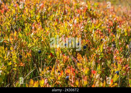 Quelques bleuets sont laissés sur des plantes avec des feuilles légèrement séchées jaunes et rouges dans un champ sur une montagne en automne Banque D'Images