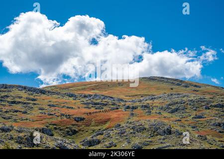 Champ de bleuets séché sur une montagne avec des randonneurs au loin et sommet de montagne en arrière-plan Banque D'Images