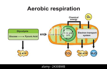 Schéma de respiration aérobie. Symboles colorés. Illustration vectorielle. Illustration de Vecteur