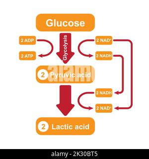 Fermentation de l'acide lactique. Respiration anaérobie. Symboles colorés. Illustration vectorielle. Illustration de Vecteur