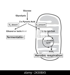 Glycolyse, respiration aérobie et fermentation anaérobie en un seul schéma. Symboles colorés. Illustration vectorielle. Illustration de Vecteur