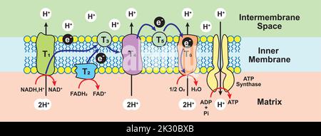 Schéma de phosphorylation oxydative. Chaîne de transport d'électrons. Symboles colorés. Illustration vectorielle. Illustration de Vecteur