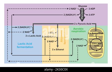 Glycolyse, respiration aérobie et fermentation anaérobie en un seul schéma. Symboles colorés. Illustration vectorielle. Illustration de Vecteur