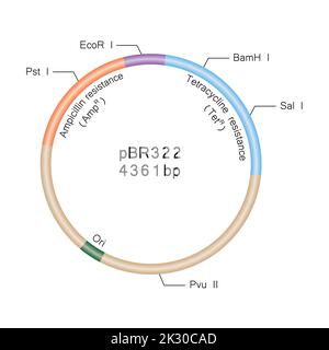 Dessalage coloré du plasmide pBR322 structure. Illustration vectorielle. Illustration de Vecteur