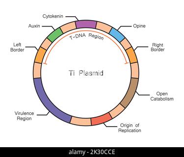 Dessalage coloré de la structure plasmidique Ti. Illustration vectorielle. Illustration de Vecteur
