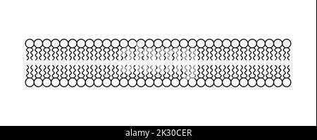 Conception scientifique de la structure de la bicouche des phospholipides. La structure de la membrane cellulaire. Illustration vectorielle. Illustration de Vecteur