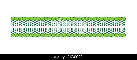 Conception scientifique de la structure de la bicouche des phospholipides. La structure de la membrane cellulaire. Illustration vectorielle. Illustration de Vecteur