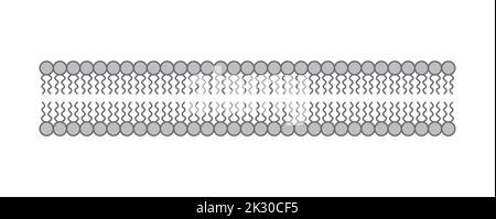 Conception scientifique de la structure de la bicouche des phospholipides. La structure de la membrane cellulaire. Illustration vectorielle. Illustration de Vecteur