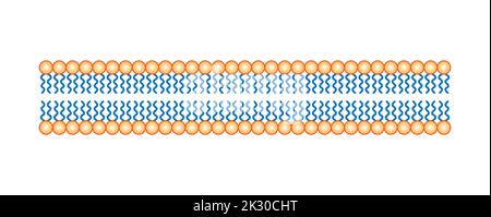 Conception scientifique de la structure de la bicouche des phospholipides. La structure de la membrane cellulaire. Illustration vectorielle. Illustration de Vecteur