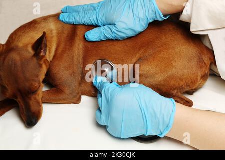 Les mains gantées du médecin tiennent un stéthoscope. Le vétérinaire examine l'animal. Un chien dans une clinique vétérinaire. Banque D'Images