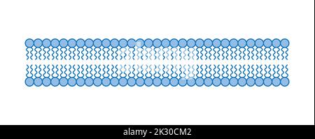 Conception scientifique de la structure de la bicouche des phospholipides. La structure de la membrane cellulaire. Illustration vectorielle. Illustration de Vecteur