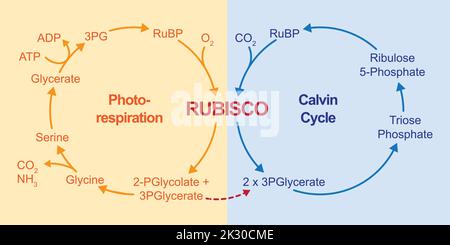 Conception scientifique de la photorespiration. Cycle du carbone photosynthétique oxydatif. Photorespiration et cycle de Calvin. Illustration vectorielle. Illustration de Vecteur