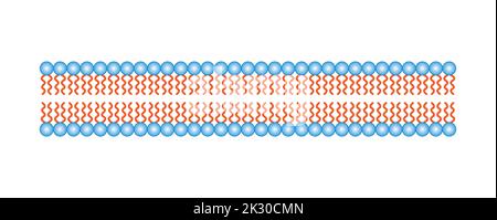 Conception scientifique de la structure de la bicouche des phospholipides. La structure de la membrane cellulaire. Illustration vectorielle. Illustration de Vecteur