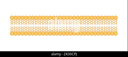 Conception scientifique de la structure de la bicouche des phospholipides. La structure de la membrane cellulaire. Illustration vectorielle. Illustration de Vecteur