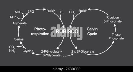 Conception scientifique de la photorespiration. Cycle du carbone photosynthétique oxydatif. Photorespiration et cycle de Calvin. Illustration vectorielle. Illustration de Vecteur