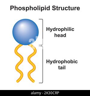 Structure des molécules de phospholipides. Tête hydrophile et queue hydrophobe. Illustration vectorielle. Illustration de Vecteur
