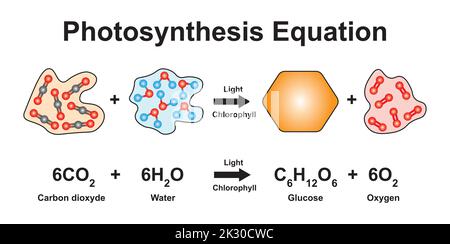Conception scientifique de l'équation de photosynthèse. Utilisation du modèle moléculaire des atomes. Symboles colorés. Illustration vectorielle. Illustration de Vecteur