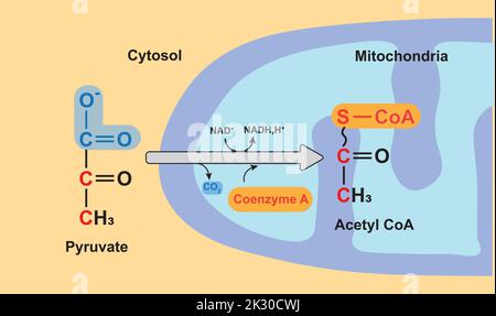 Oxydation du pyruvate. Formation d'acétyl CoA. Illustration vectorielle. Illustration de Vecteur