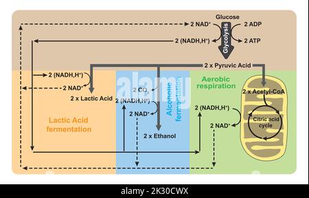 Glycolyse, respiration aérobie et fermentation anaérobie en un seul schéma. Symboles colorés. Illustration vectorielle. Illustration de Vecteur