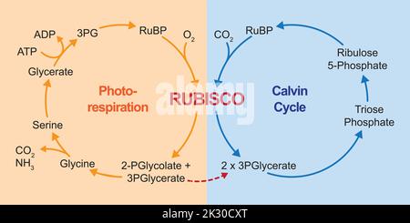 Conception scientifique de la photorespiration. Cycle du carbone photosynthétique oxydatif. Photorespiration et cycle de Calvin. Illustration vectorielle. Illustration de Vecteur