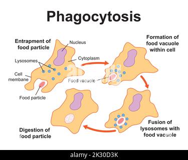 Conception scientifique du processus de phagocytose. Symboles colorés. Illustration vectorielle. Illustration de Vecteur