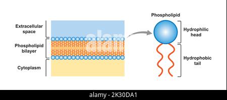 Conception scientifique de la structure de la bicouche des phospholipides. Illustration vectorielle. Illustration de Vecteur