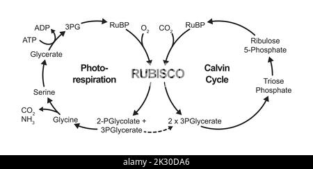 Conception scientifique de la photorespiration. Cycle du carbone photosynthétique oxydatif. Photorespiration et cycle de Calvin. Illustration vectorielle. Illustration de Vecteur