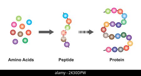 Conception scientifique de la structure biochimique des acides aminés, des peptides et des protéines modèle moléculaire. Illustration vectorielle. Illustration de Vecteur