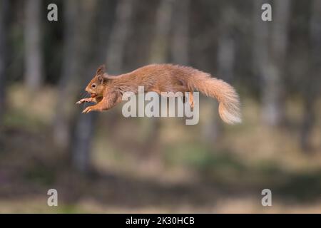 Écureuil roux (Sciurus vulgaris) sautant avec l'écrou dans la bouche Banque D'Images