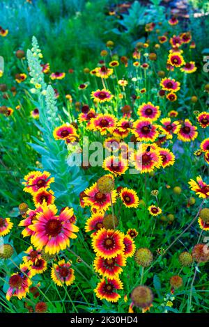 Firewheels (Gaillardia pulchella) blooming in summer meadow Stock Photo