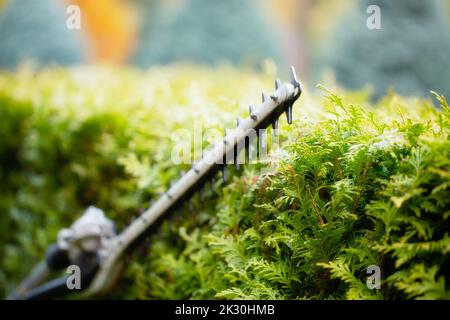 Un jardinier coupe des buissons de thuja avec des cisailles électriques. Gros plan, mise au point sélective. Banque D'Images