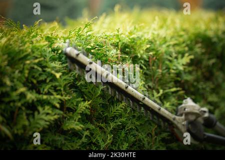 Un jardinier coupe des buissons de thuja avec des cisailles électriques. Gros plan, mise au point sélective. Banque D'Images