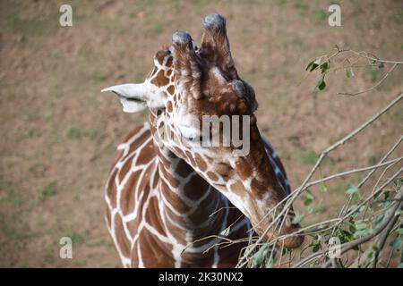 Giraffe réticulée Banque D'Images