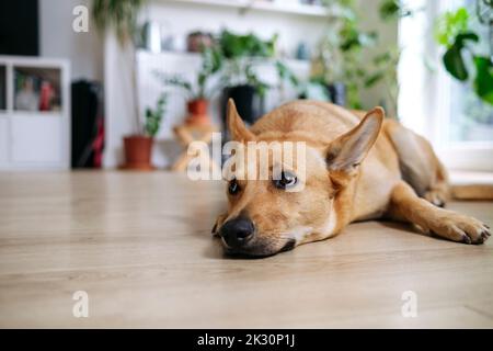 Chien reposant sur un sol en bois dur à la maison Banque D'Images