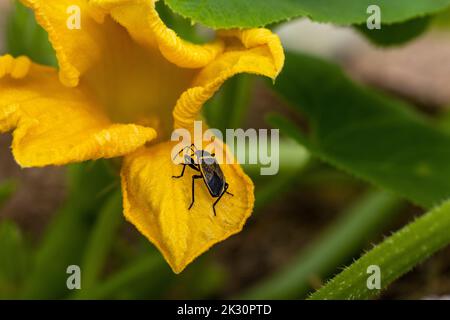 Prescot Arizona borde un insecte végétal sur un pétale jaune d'une fleur de citrouille Banque D'Images