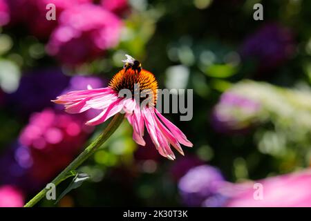 Bumblebee de jardin (Bombus hortorum) se nourrissant de coneflewer en fleur Banque D'Images