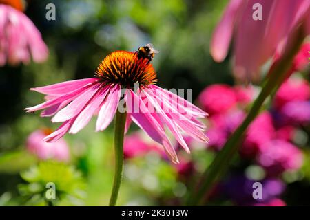 Garden bumblebee (Bombus hortorum) feeding on blooming coneflower Stock Photo