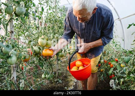 Homme senior cueillant des tomates mûres dans un seau Banque D'Images
