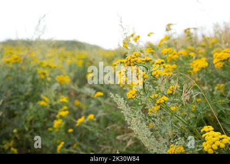 Fleurs de tansy jaune qui poussent dans le champ Banque D'Images