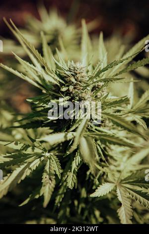 Gros plan de l'usine de cannabis en pleine croissance Banque D'Images