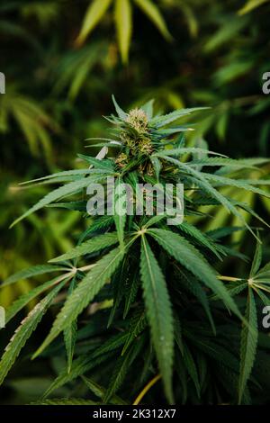 Gros plan de l'usine de cannabis en pleine croissance Banque D'Images